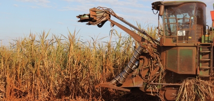 Semente artificial de cana Plene Emerald já foi plantada em 45 hectares e em janeiro de 2020 terá seu lançamento pré-comercial