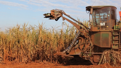 Semente artificial de cana Plene Emerald já foi plantada em 45 hectares e em janeiro de 2020 terá seu lançamento pré-comercial