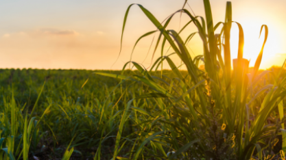 Setor sucroenergético colabora no combate a incêndios