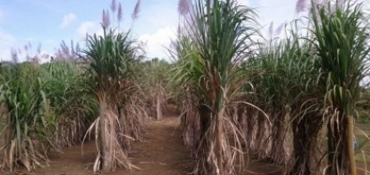 Nova ferramenta facilita mapeamento genético de plantas poliploides