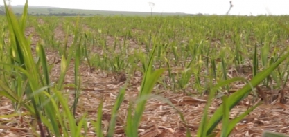 Entenda a importância do manejo sustentável do solo e do uso de nematicidas na cana