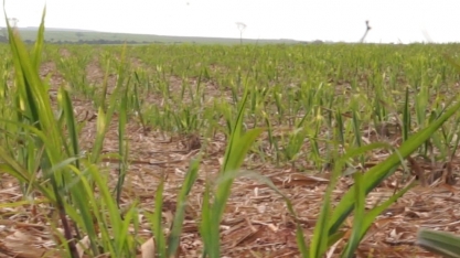 Entenda a importância do manejo sustentável do solo e do uso de nematicidas na cana
