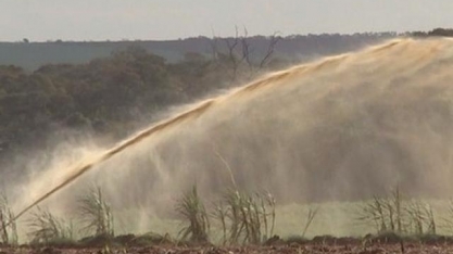 Justiça proíbe descarte excessivo de vinhaça após infestação de moscas