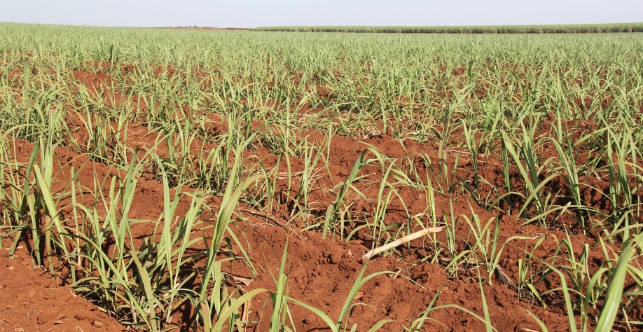 Uma das operações mais caras do processo de produção, plantio deve ser feito com o máximo de excelência. Foto: Luciana Paiva
