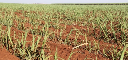Planejamento e nutrição aprimoram plantio da cana