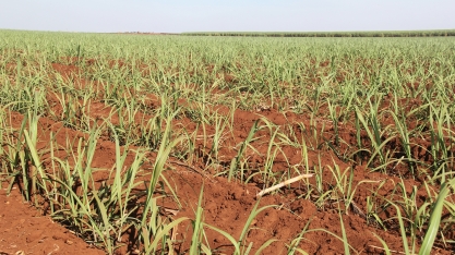 Planejamento e nutrição aprimoram plantio da cana