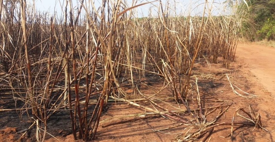 Área destruída pelo fogo equivale a mais de 800 campos de futebol — Foto: Polícia Ambiental/Divulgação