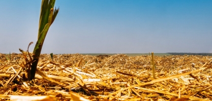 Workshop em Ribeirão Preto vai discutir a cadeia da cana-de-açúcar