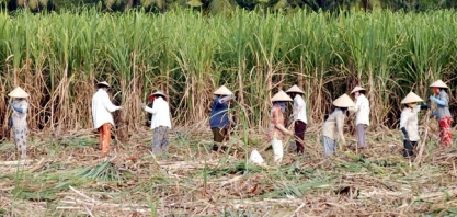 Indústria açucareira da China pressionará governo para estender tarifas