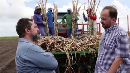 Plantio mecanizado proporciona redução de 30% no custo de renovação de canaviais