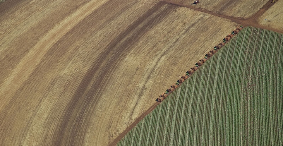 A Biosev adota medidas para garantir bons índices de produtividade em seus canaviais