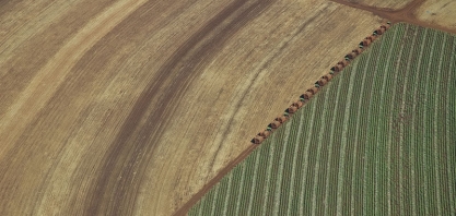 Para a Biosev, o setor está muito próximo de conquistar o canavial longa vida