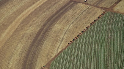 Para a Biosev, o setor está muito próximo de conquistar o canavial longa vida