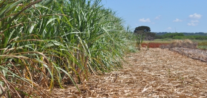 Pesquisa com cana-de-açúcar apresentada em evento sobre o futuro da alimentação
