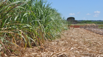Pesquisa com cana-de-açúcar apresentada em evento sobre o futuro da alimentação
