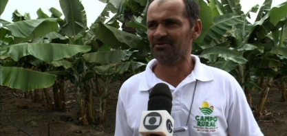 Produtores diversificam área de cana-de-açúcar e plantam frutas