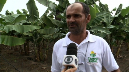Produtores diversificam área de cana-de-açúcar e plantam frutas