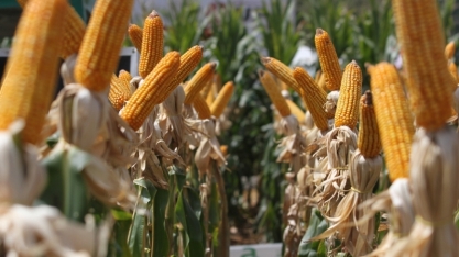 Cereais têm potencial para produção de etanol