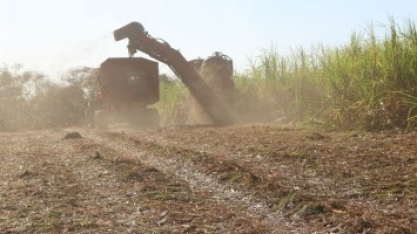 Uso da palha da cana para gerar bioenergia requer critérios, aponta estudo