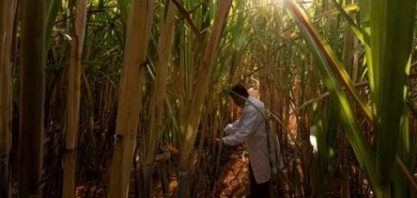 Embrapa perde 45,5% de seu orçamento