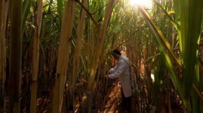 Embrapa perde 45,5% de seu orçamento