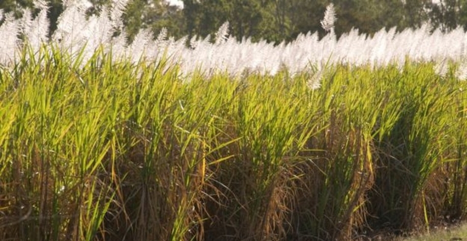 Etanol brasileiro é feito majoritariamente a partir da cana de açúcar — Foto: BBC News