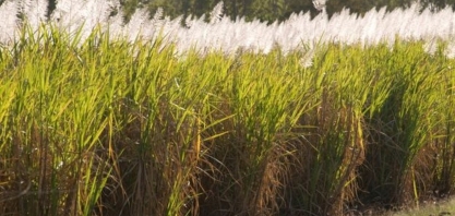 Produtores do Nordeste temem medida de Bolsonaro que amplia importação de etanol sem tarifa