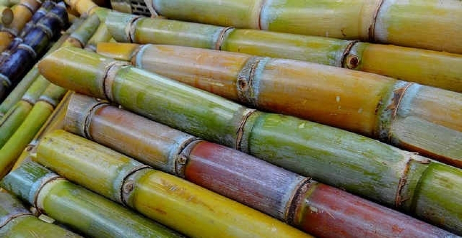 Moagem no Nordeste da safra de cana se expande para novas unidades abrindo a temporada 18/19 (Imagem: Pixabay)