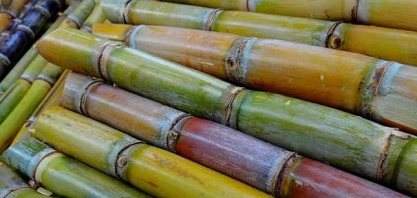 Trapiche inicia moagem e só ela fará todo açúcar livre de taxa que os EUA dão ao nordeste inteiro