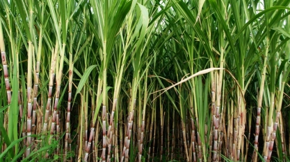 Tecnologia para controle de espuma da Dow aumenta produtividade e sustentabilidade do setor sucroalcooleiro