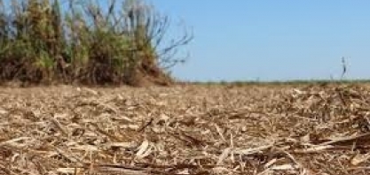 Impactos do palhiço sobre as doenças do canavial