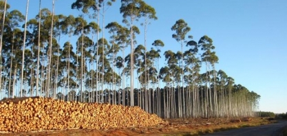 Setor de florestas plantadas mantém tendência de crescimento e fatura R$ 86,6 bilhões em 2018