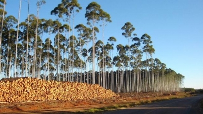 Setor de florestas plantadas mantém tendência de crescimento e fatura R$ 86,6 bilhões em 2018