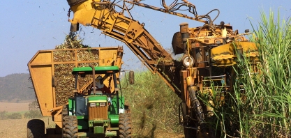 Sindaçúcar-AL divulga primeiro boletim quinzenal da safra 19/20