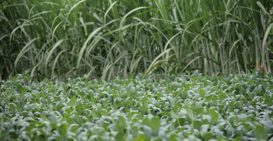 Michel Fernandes: “A Meiosi dilui os custos de plantio, alavanca a qualidade da cana-de-açúcar e permite uma rápida introdução de novas variedades nos planteis varietais”
