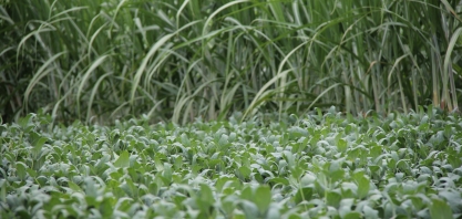 Na Usina Cerradão, Meiosi é alternativa eficaz para elevar o patamar da produtividade