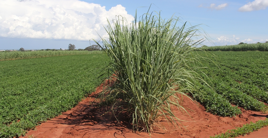 Prática criada na década de 1980, Meiosi voltou à tona com a chegada das Mudas Pré-Brotadas ao mercado nacional