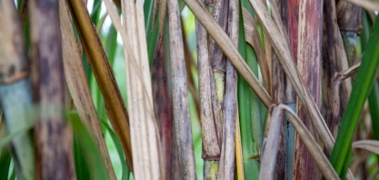 Produção no centro-sul destaca moagem atrasada em SP e recorde de etanol