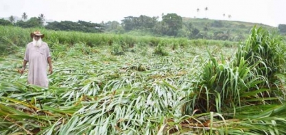 Produção de açúcar da Índia pode ser a menor em 3 anos por secas e inundações