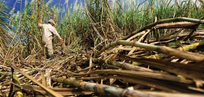 Cuba apela à tração animal para cultivar cana devido à crise energética