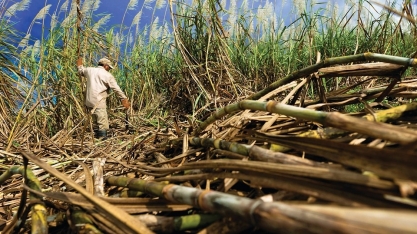 Cuba apela à tração animal para cultivar cana devido à crise energética