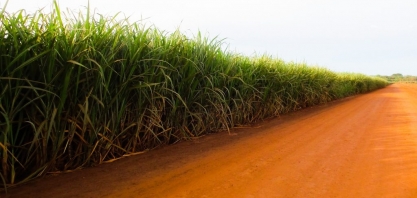 Cana-de-açúcar representa 20% do Valor de Produção das lavouras de MS