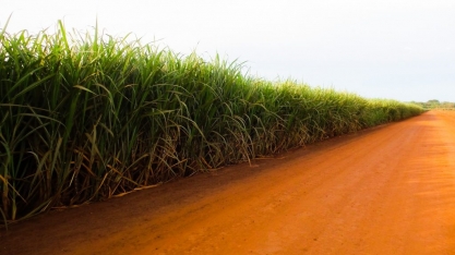 Cana-de-açúcar representa 20% do Valor de Produção das lavouras de MS