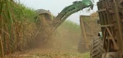 Colheita da cana avança nas regiões produtoras 