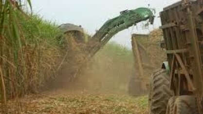 Colheita da cana avança nas regiões produtoras 