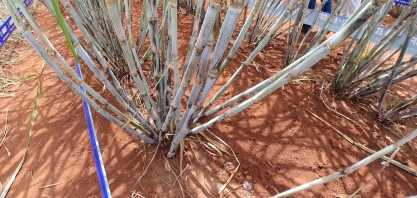 Na Meiosi – como fazer a desdobra da linha-mãe de forma manual