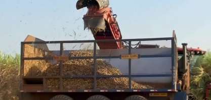 Usinas da região de Rio Preto substituem máquinas agrícolas por trabalhos manuais