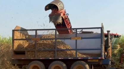 Usinas da região de Rio Preto substituem máquinas agrícolas por trabalhos manuais