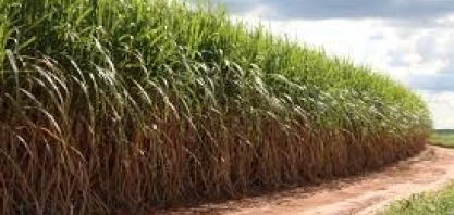 LNBR divulga 43ª edição do Boletim de Monitoramento da cana-de-açúcar em São Paulo e Goiás 