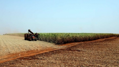 Nova safra de cana do CS deve avançar para 597 mi t, diz Agroconsult